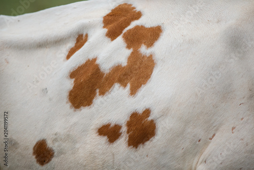 Cattle hide texture pattern with brown spots