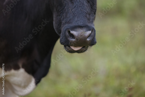 Fotografie Free range holstein cow showing tongue grazing field