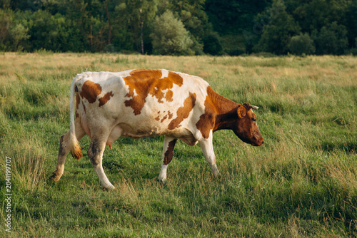 Fotografía Free grazing cow walking in green field