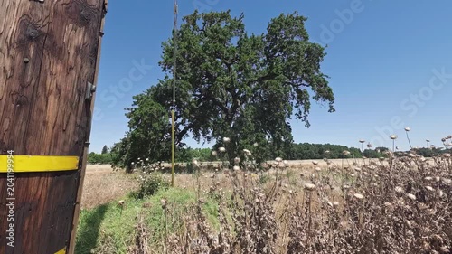 Slow Tracking Shot of an Old Wooden Utility Pole and a Large Green Oak Tree