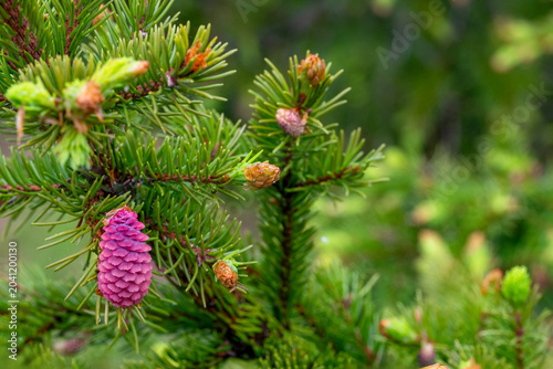 Vibrant pink young female cone on a Norway spruce tree branch in spring forest, close-up with selective focus on a blooming pinecone.