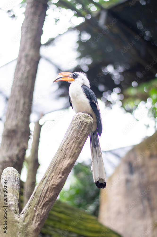 Fototapeta premium A hornbill resting quietly on a tree branch in the middle of nature.