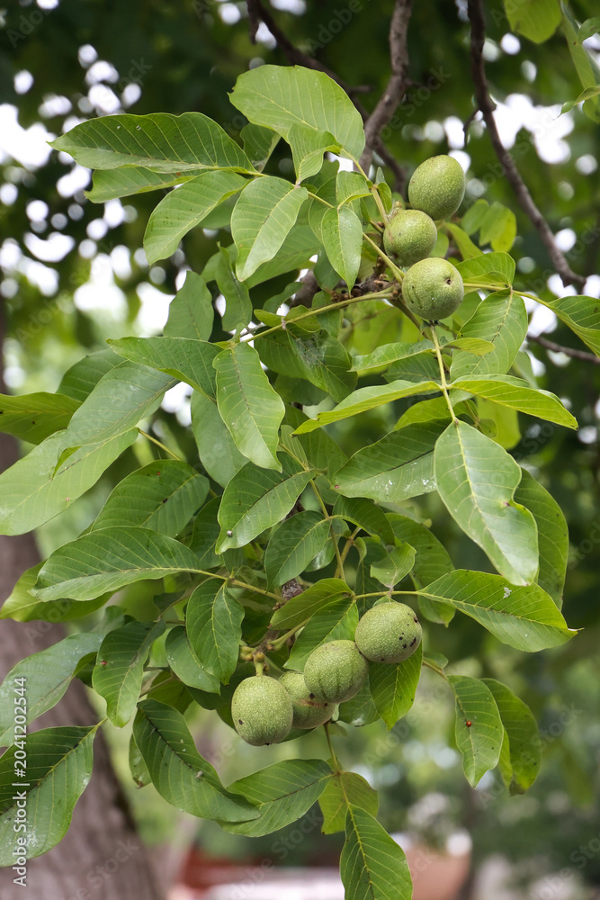 Fototapeta premium Unripe green walnuts growing on a tree branch in summer