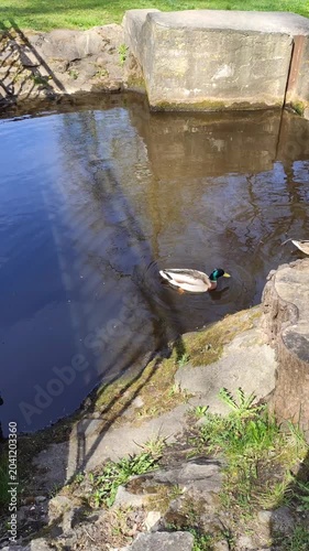 Ducks swim across a pond in a spring park, surrounded by fresh greenery and calm reflections.