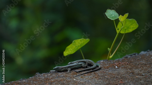 Photography Madeiran wall lizards basking on a stone wall