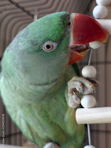 ​Domestic Alexandrine parakeet holding a toy in its claw. Macro shot of an Alexandrine parrot head with a bright red beak.