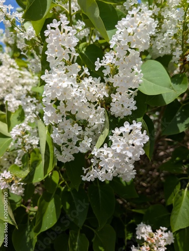 Quadro su tela Clusters of fragrant white lilac blossoms blooming on a branch during spring