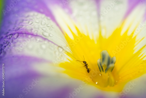 Fotografía A tiny ant crawls inside the dewy yellow throat of a purple flower, captured in macro with soft bokeh, vivid colors and delicate water droplets that highlight nature's fragile detail and curiosity