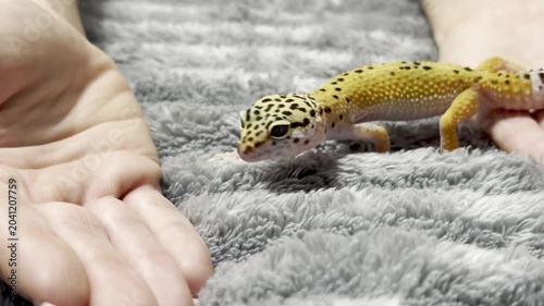 Yellow spotted eublefar walk in human hands in a home environment. Spotted leopard eublefar, or Spotted eublefar lat. Eublepharis macularius is a medium-sized lizard from the genus eublefar. 