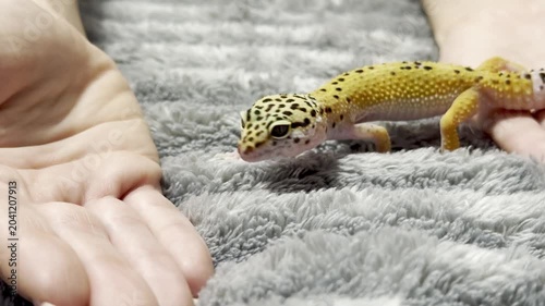 Yellow spotted eublefar walk in human hands in a home environment. Spotted leopard eublefar, or Spotted eublefar lat. Eublepharis macularius is a medium-sized lizard from the genus eublefar. 