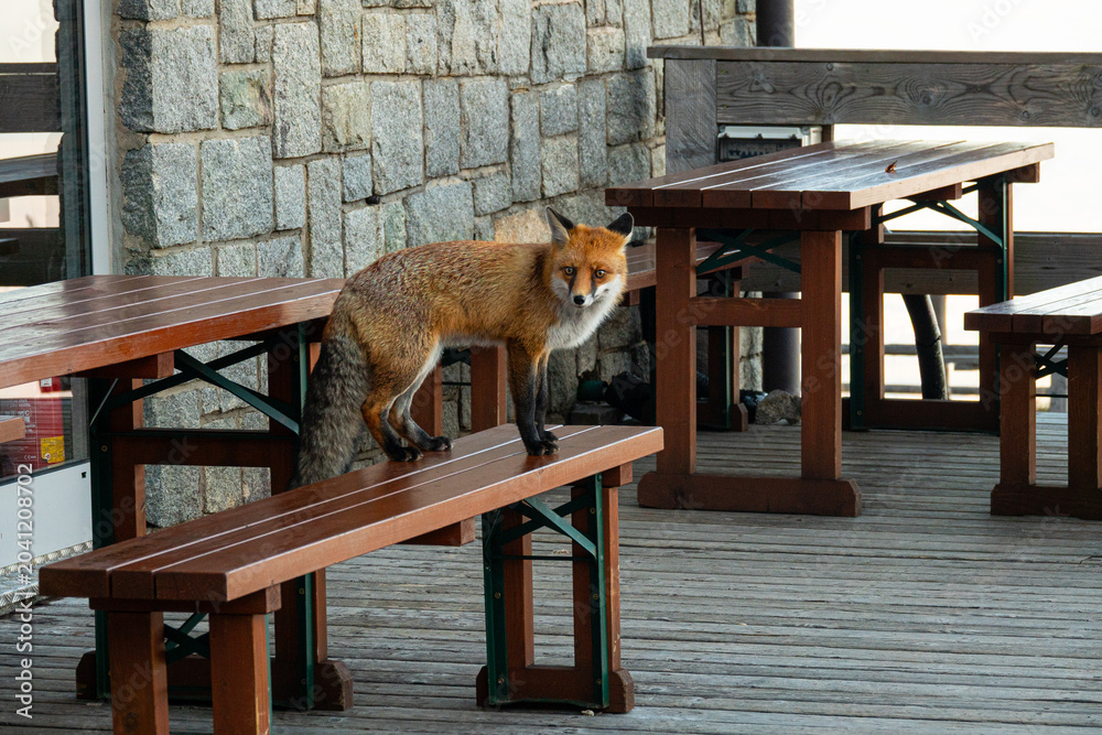 Fototapeta premium Wild red fox standing on wooden bench at outdoor cafe.