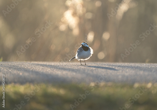 Fotografia White wagtail (Motacilla alba) lit by golden evening light, standing on pavement