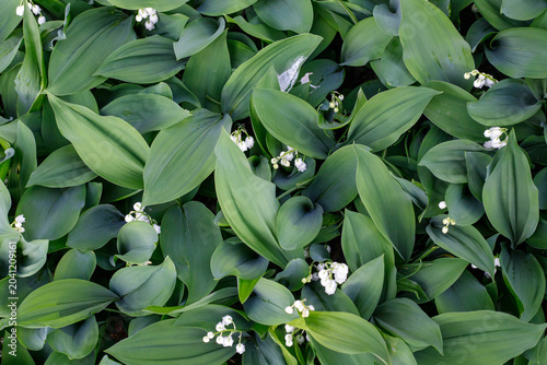 Foto Blooming May bells nature background