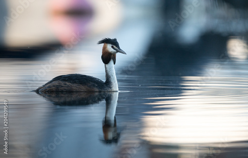 Photography Graceful great crested grebe (Podiceps cristatus) portrait with a reflection, sw