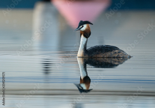 Great crested grebe (Podiceps cristatus), with a clear reflection in the still water of a shipyard