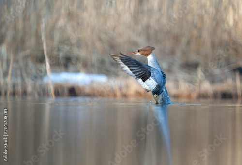 Common merganser female (Mergus merganser) flapping its wings in calm water