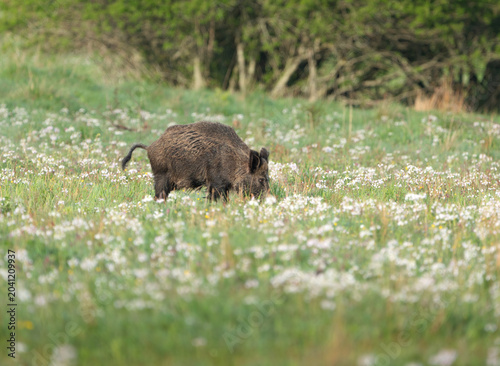 Wild boar (Sus scrofa) foraging in wildflowers, on a sunny day in Sweden