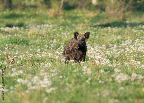 Wild boar sow (Sus scrofa), standing in a sunlit wildflower meadow in Sweden