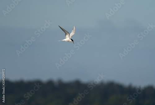 Common tern (Sterna hirundo) in flight, with blue sky, fishing along the coast of the baltic sea