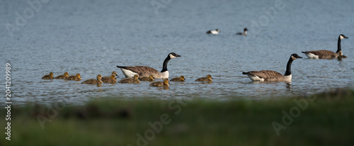 Panorama of a Flock of Canada Geese (Branta canadensis) with goslings, swimming along the coast 