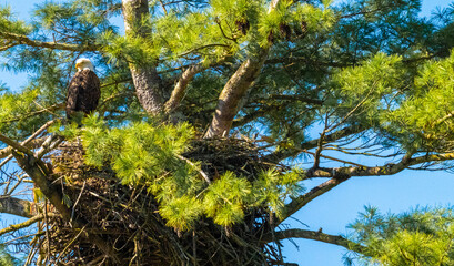 A horizontal wildlife photograph capturing an adult Bald Eagle (Haliaeetus leucocephalus) perched protectively on the rim of a massive stick eyrie built high into the branches of a vibrant green pine 