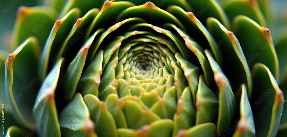 Fototapeta premium Close-up view of succulent plant center. Green leaves form tight spiral pattern, showcasing natural geometry. Succulent shows Fibonacci sequence, natural beauty.