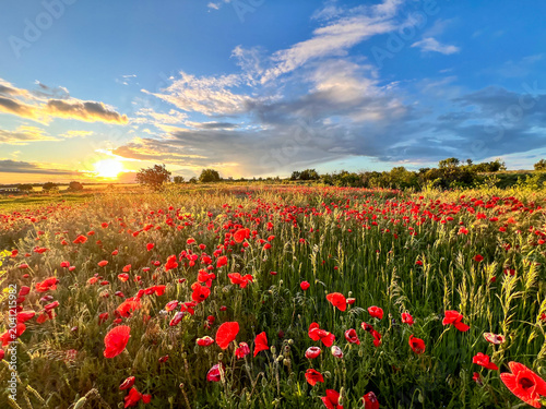 Poppy field glowing at sunset creating serene landscape
