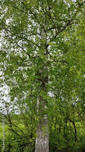 Birch leaves in the wind №4