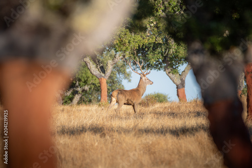Red Deer Stag Framed by Cork Oak Trees in the Dehesa