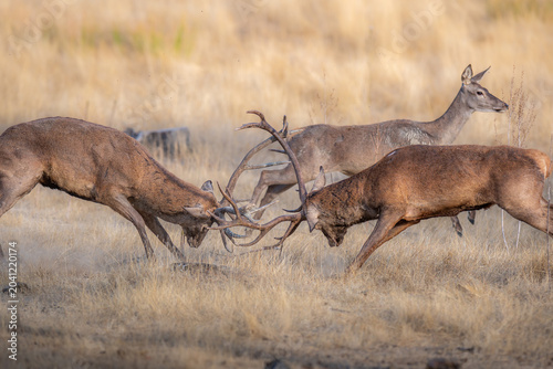 Red Deer Stags Fighting and Locking Antlers in Rutting Combat