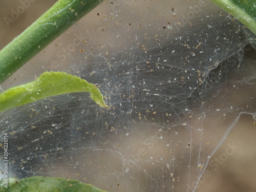 Two-Spotted Spider Mite (Tetranychus urticae) Feeding on Cucumber Leaf in the real Greenhouse 
