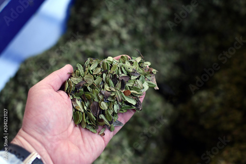 Close up hand holding dried lingonberry leaves over industrial conveyor in herbal processing facility. Selective focus. 