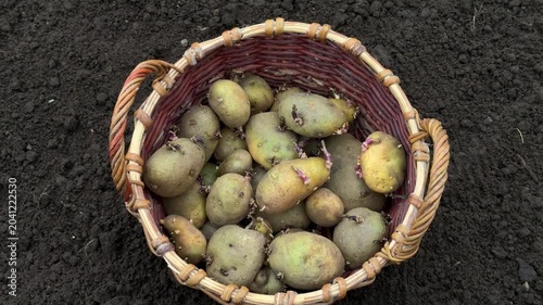 Basket with sprouted seed potatoes standing on freshly prepared garden soil before seasonal planting. organic farming and gardening work