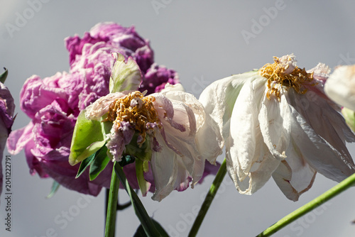 Foto Wilted pink and white peony flowers with yellow stamens on gray background