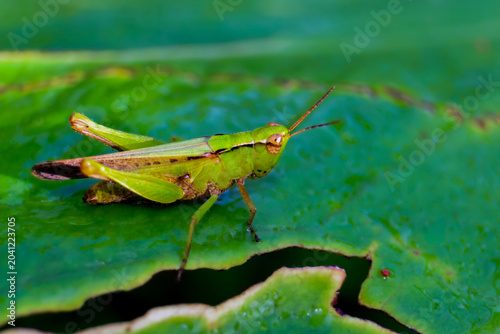 Konstfotografi grasshopper on a leaf