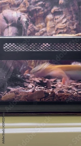 Video of a spotted leopard gecko hunting a cricket. Eublefar spotted in a terrarium eating crickets. Spotted leopard eublefar this species is one of the most common terrarium exotic animals.