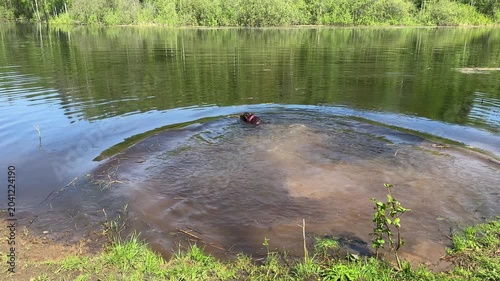 Happy brown Labrador retriever jumps into river with splash and swims after stick, enjoying playful water activity