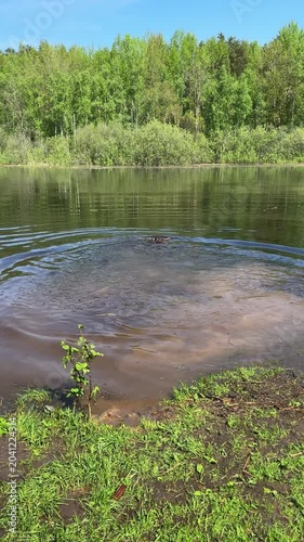 Happy brown Labrador retriever enjoys water, jumps into river with splash and swims after stick during playful outdoor activity