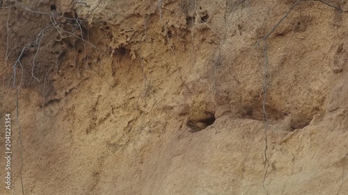 A swallow sits on a sandy cliff near its nesting hole and flies away.