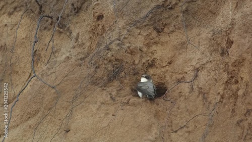 A swallow sits on a sandy cliff near its nesting hole and flies away.