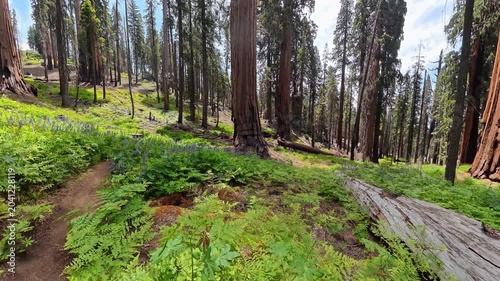 Flying Over Lupine Blooming in Sequoia National Park