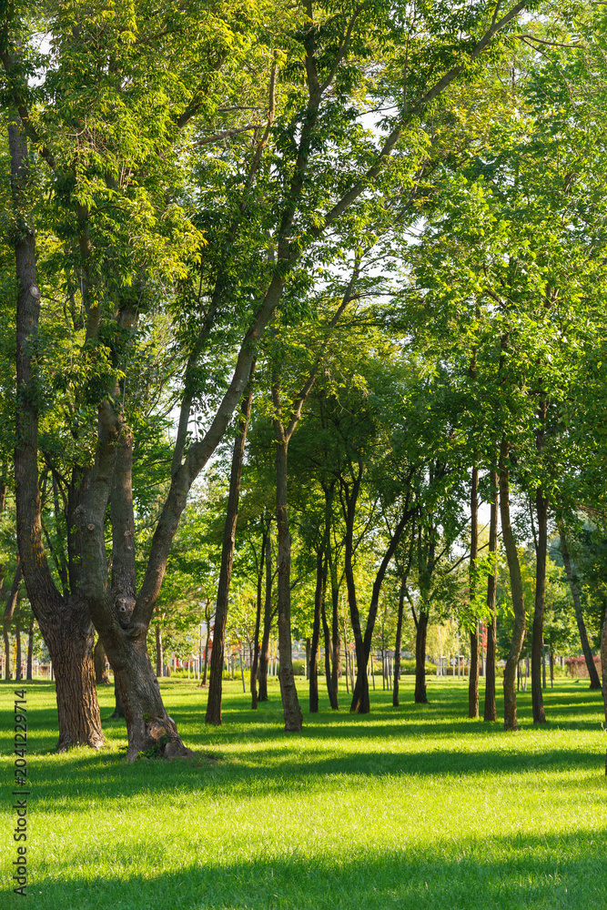 Fototapeta premium Peaceful urban park with green trees and fresh grass lawn in sunlight. Natural recreation area for walking, relaxing and outdoor rest and leisure in the city. Nature landscape, city garden