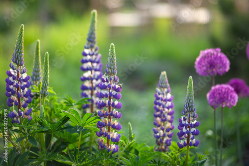 Purple lupins blooming by alliums in spring garden. Perennial plants blossoming on flowerbed at sunset