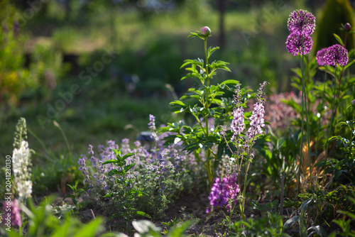 Blooming verbascum grows by purple alliums, nepeta, peonies on flowerbed in spring garden. Beautiful flowers of perennials in may