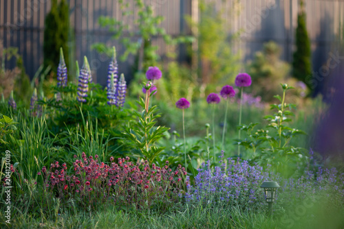 Purple lupins blooming by alliums, geums and nepeta in spring garden. Perennial plants blossoming on flowerbed at sunset