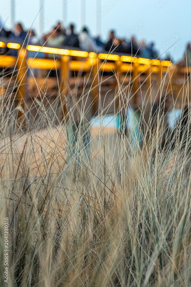 Obraz premium Vertical view of sea grass near pier. Sunset on the sandy shore with dunes.