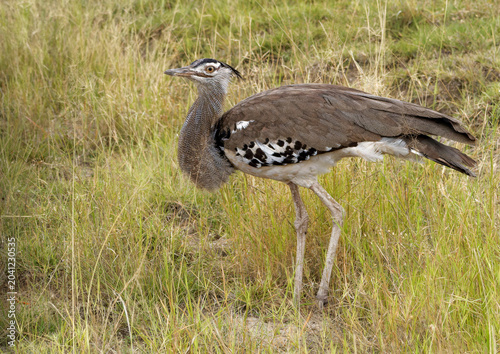 Photos Kori bustard walking in the Amboseli savanna