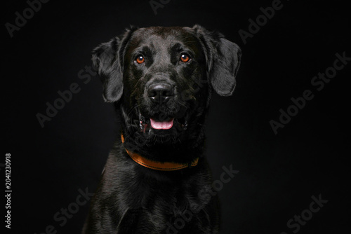 cute dog on an isolated background in a studio shot