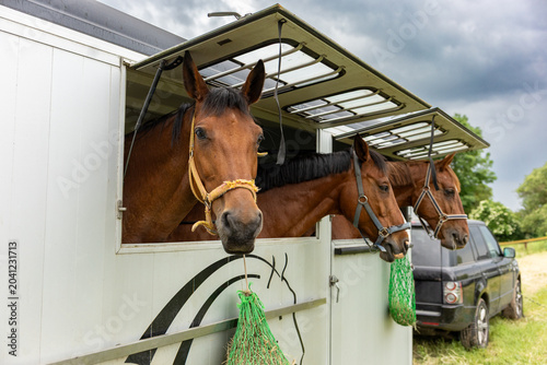Obraz na płótnie Three horses looking from transport trailer before equestrian competition under