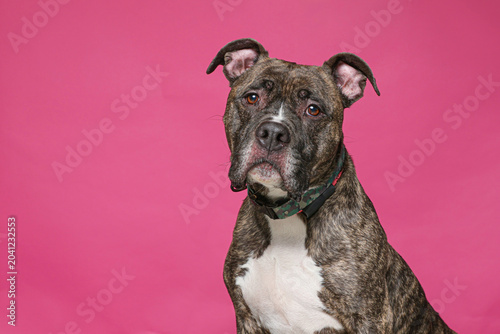 cute dog on an isolated background in a studio shot